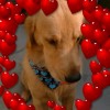 モデルは愛犬の
ゴールデンレトリーバーですo